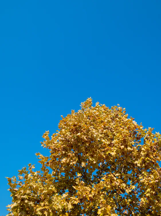 DSC_1786.jpg